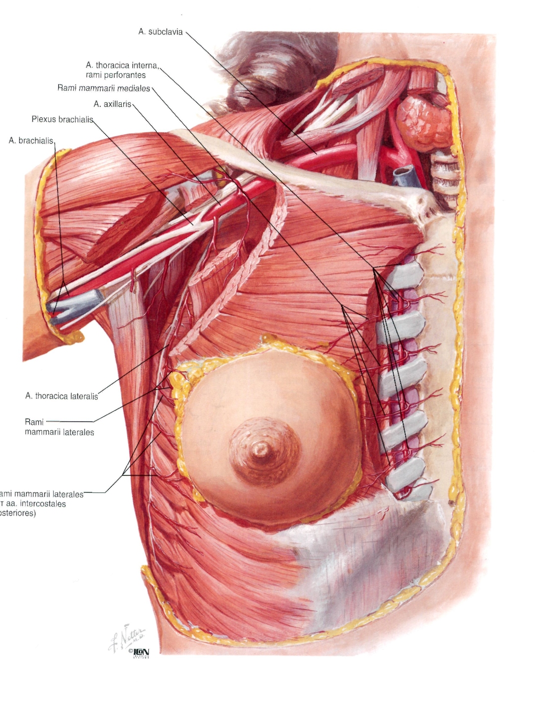 Anatomy, Thorax, Mammary Gland